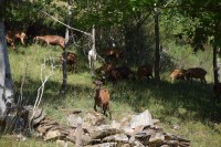 fermes arbres