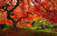 arbre magique