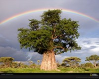 baobab