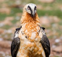 Gypaète barbu Gypaetus barbatus Bearded Vulture
