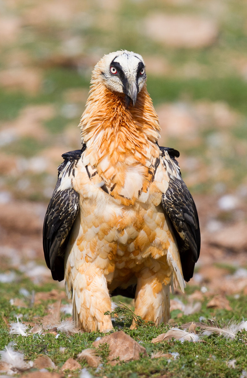 Gypaète barbu Gypaetus barbatus Bearded Vulture