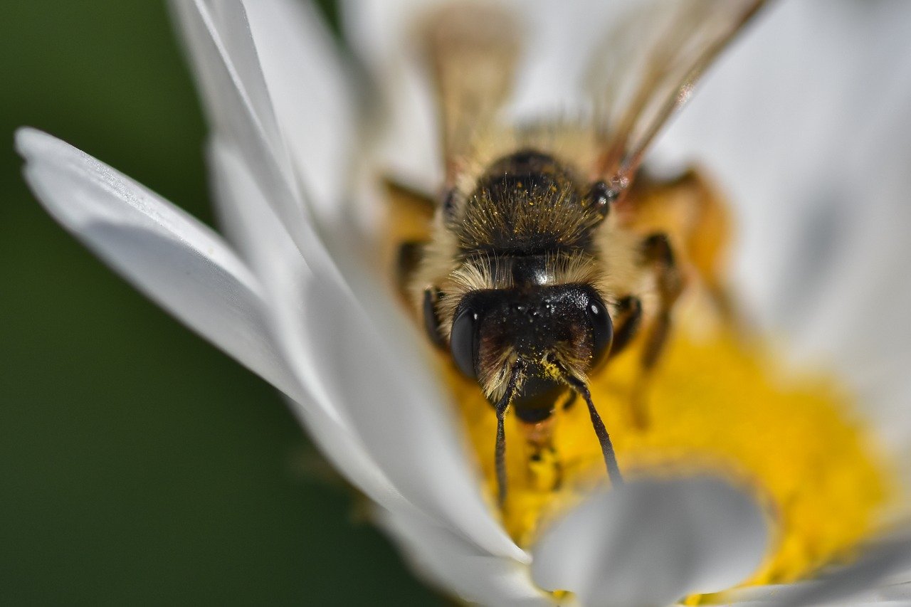 Crédit photo Alexas Fotos